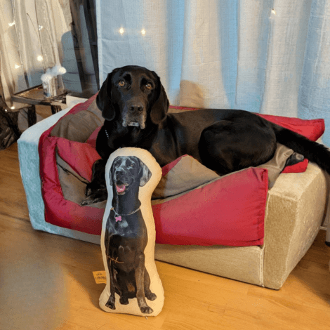 Pet Pillows